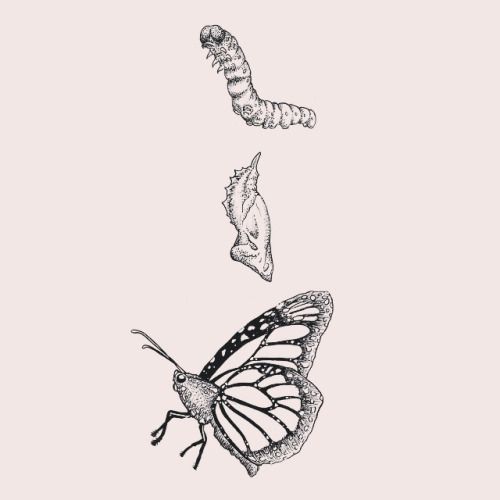 Butterfly Cocoon Drawing at Explore collection of