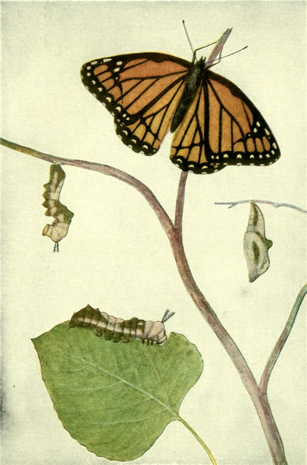 Butterfly Cocoon Drawing at Explore collection of