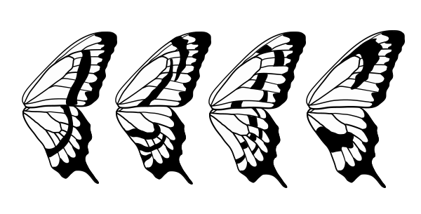 600x305 How To Draw Animals Butterflies, Their Anatomy And Wing Patterns - Butterfly Design Drawing