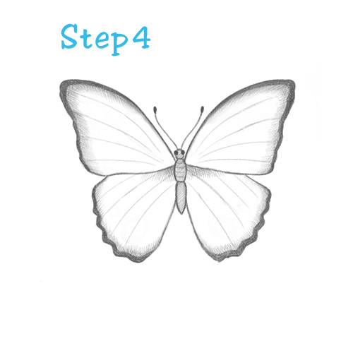 500x500 How To Draw A Butterfly - Butterfly Drawing