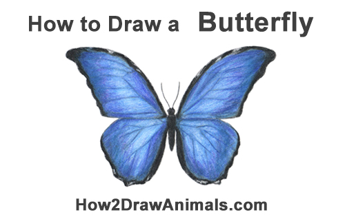 500x315 How To Draw A Butterfly - Butterfly Drawing