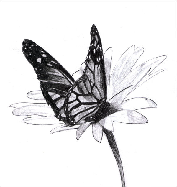 600x634 Butterfly Drawings - Butterfly Drawing