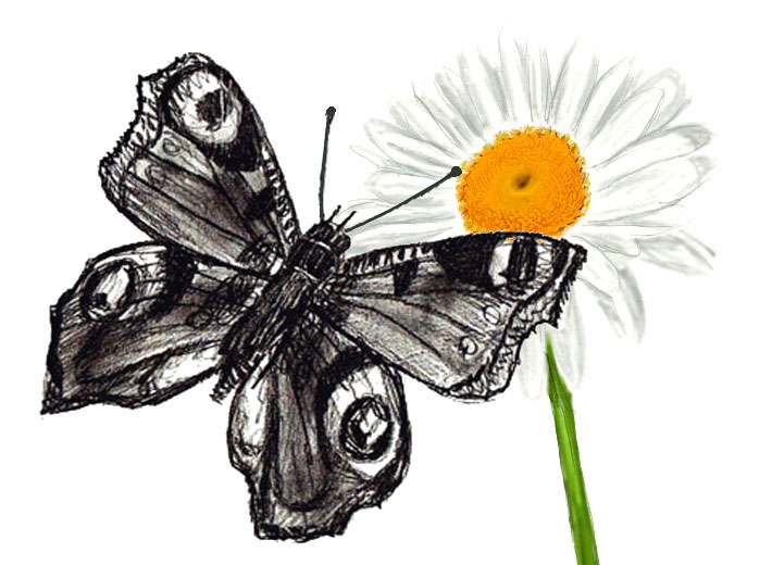 710x520 How To Draw A Butterfly - Butterfly Drawing
