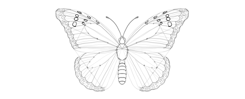 850x346 How To Draw A Butterfly Step - Butterfly Drawing