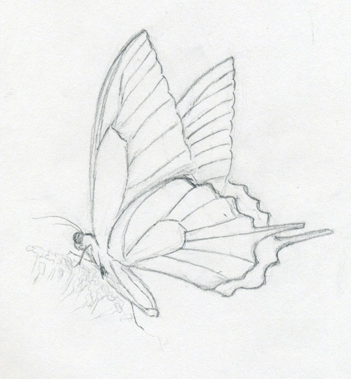 710x765 Make Butterfly Sketch Quickly And Easily Speed Is The Key - Butterfly Drawing