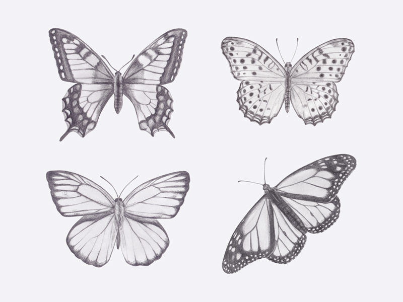 800x600 Butterfly Drawings - Butterfly Drawing