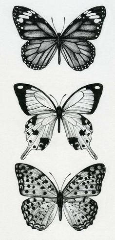 236x490 Butterfly Drawings Black And White - Butterfly Drawing Black And White