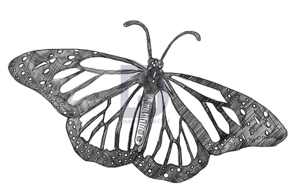 992x659 How To Draw A Realistic Butterfly, Draw Real Butterfly, Step - Butterfly Drawing Black And White