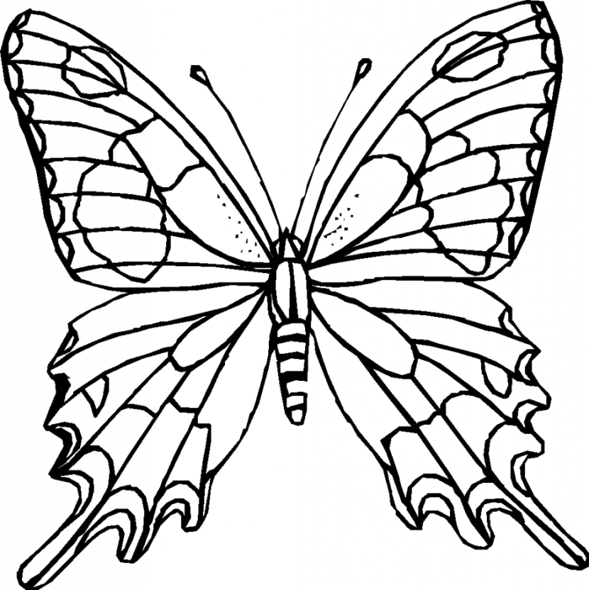 830x832 Butterfly Black Butterfly Images Black And White Free Download - Butterfly Drawing Black And White