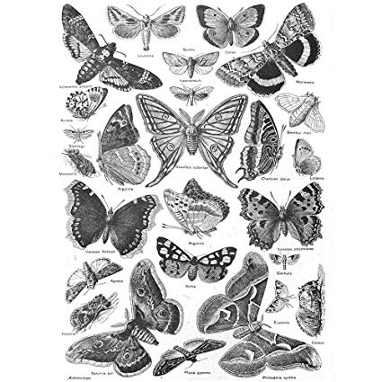 425x425 Wee Blue Coo Scientific Illustration Butterfly Moth - Butterfly Drawing Black And White