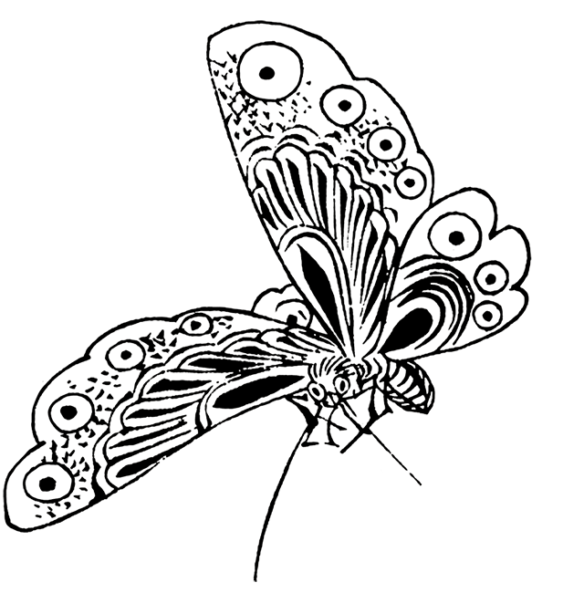 640x650 Beautiful Butterfly Images - Butterfly Drawing Black And White