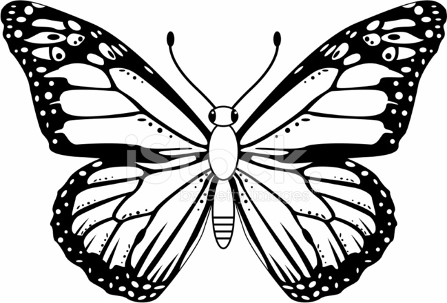649x440 Black White Monarch Butterfly Stock Vector - Butterfly Drawing Black And White