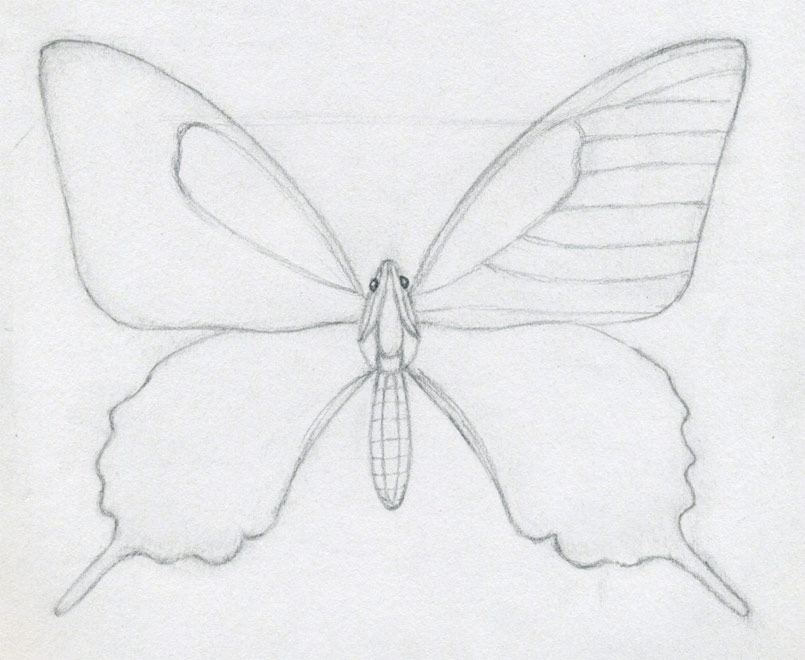 805x660 how to draw a butterfly surprisingly easy! - Butterfly Drawing Easy