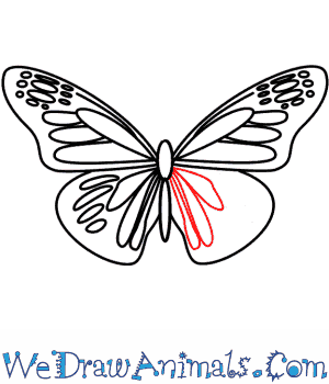 300x350 How To Draw A Butterfly - Butterfly Drawing Easy