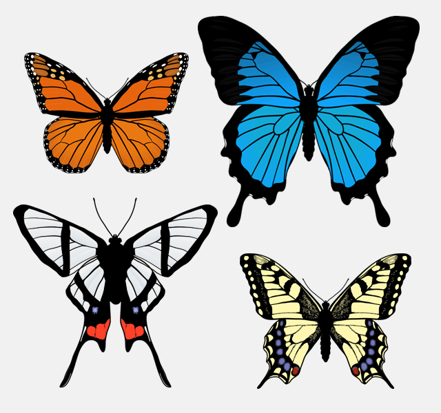 640x600 How To Draw Animals Butterflies, Their Anatomy And Wing Patterns - Butterfly Drawing Easy