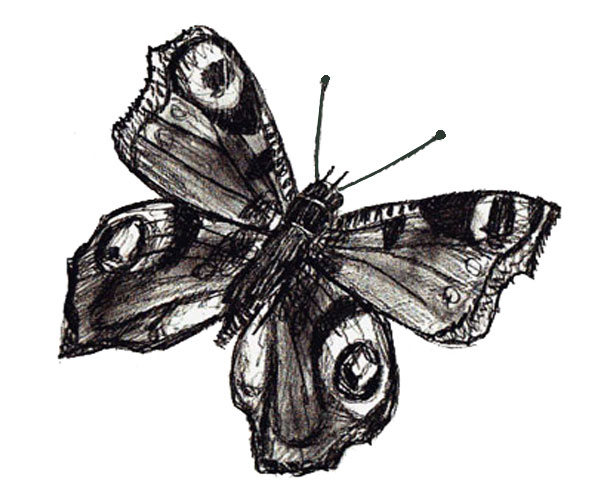 600x500 How To Draw A Butterfly - Butterfly Drawing Easy