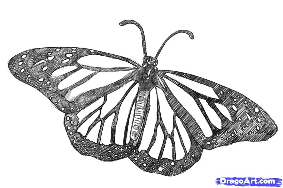 992x659 How To Draw A Realistic Butterfly, Draw Real Butterfly, Step - Butterfly Drawing Easy