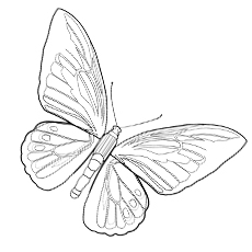 230x230 Top Free Printable Butterfly Coloring Pages Online - Butterfly Drawing For Kids