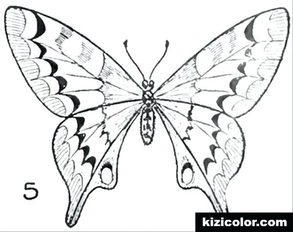 Butterfly Drawing For Kids at PaintingValley.com | Explore collection ...