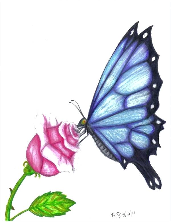 600x779 Butterfly Drawings Art Ideas Free Premium Templates Colored - Butterfly Drawing Ideas