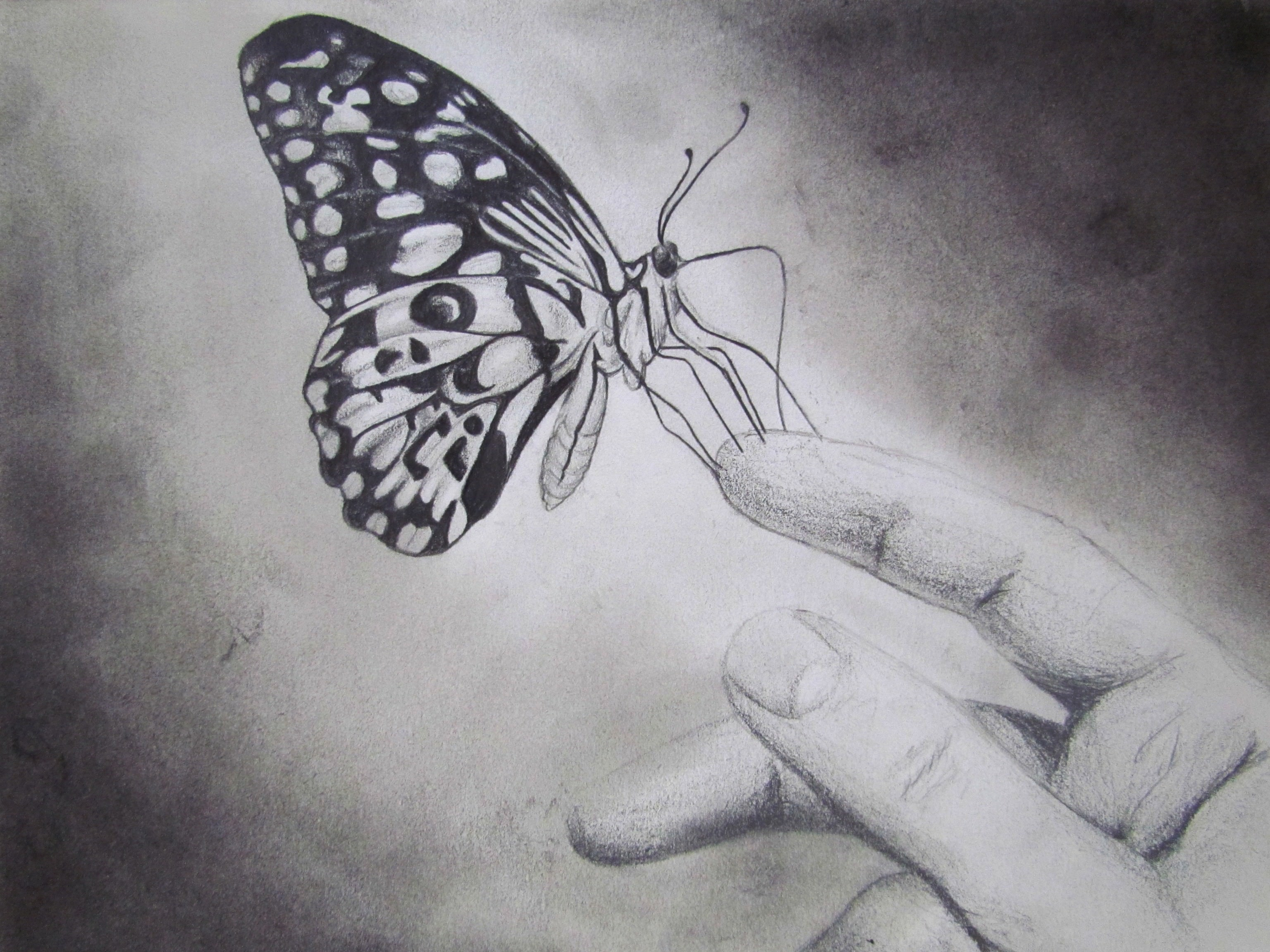 3072x2304 Drawn Flying Butterfly Using A Pencil Butterfly Drawings, Art - Butterfly Drawing Ideas