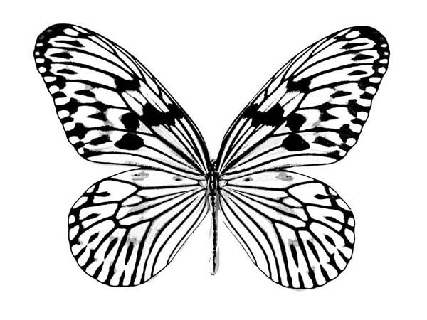 600x450 realistic butterfly coloring pages butterfly realistic butterfly - Butterfly Drawing Ideas