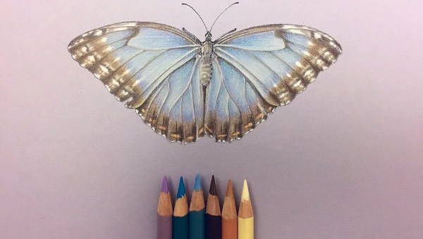 600x340 Color Pencil Drawings, Art Ideas Free Premium Templates - Butterfly Drawing Ideas