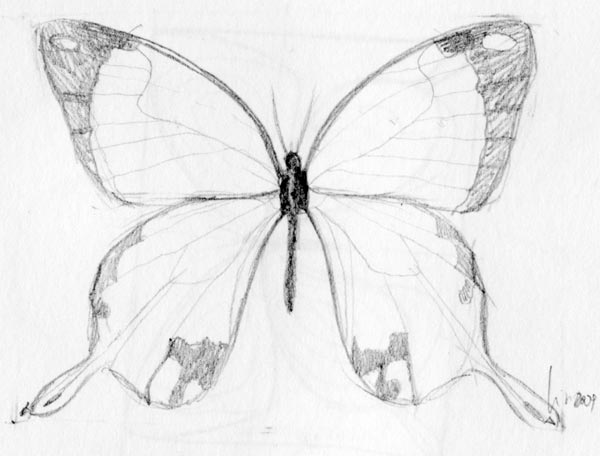 600x456 Butterfly Drawing - Butterfly Drawing Images