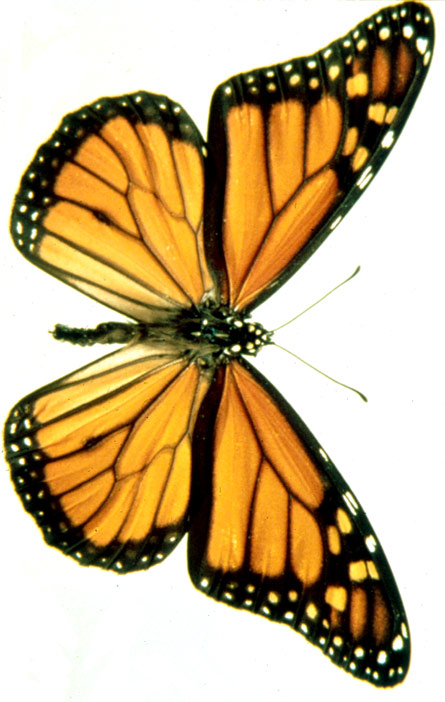 445x702 Draw A Monarch Butterfly Scientific Illustration Howtosmile - Butterfly Drawing Images