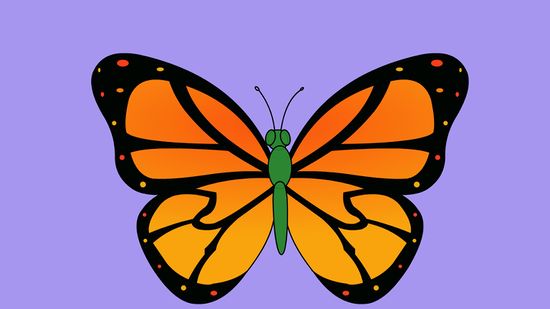 550x309 Ways To Draw A Butterfly Step - Butterfly Drawing Images