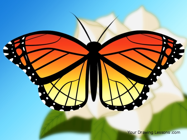 600x450 How To Draw A Monarch Butterfly Your Drawing Lessons - Butterfly Drawing Images