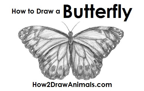 500x315 How To Draw A Butterfly - Butterfly Drawing Images