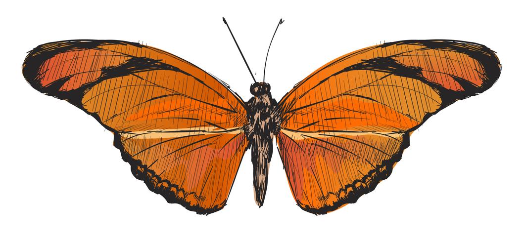 1061x490 Illustration Drawing Style Of Butterfly - Butterfly Drawing Images