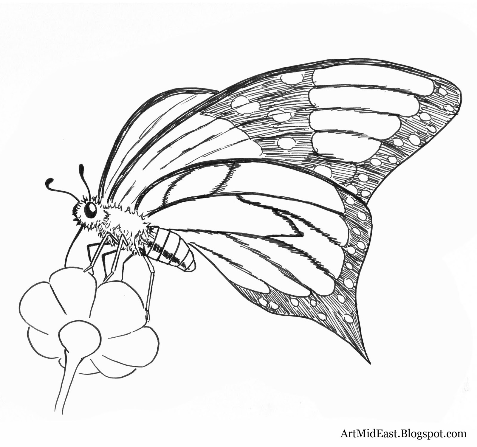 1600x1500 secrets drawing butterfly pictures love easy butterflies to draw - Butterfly Drawing Images