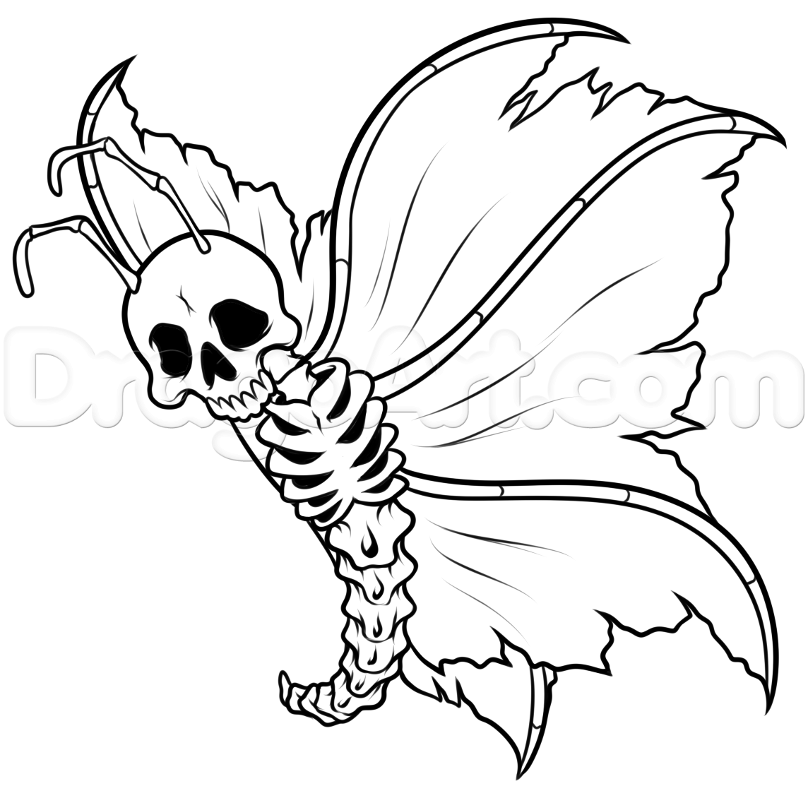1144x1113 A Butterfly Skeleton Tutorial, Step - Butterfly Drawing Images