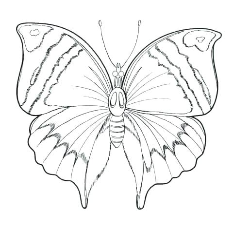 480x476 butterfly outlines butterfly outline coloring - Butterfly Drawing Outline