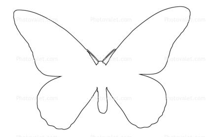 418x279 butterfly outline, line drawing, shape images, photography, stock - Butterfly Drawing Outline