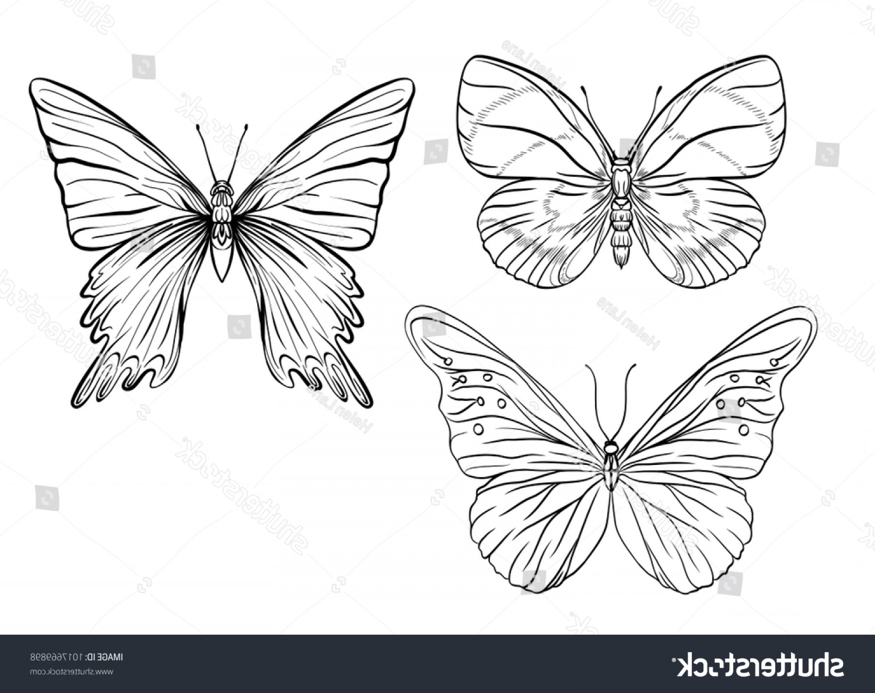 1800x1425 set outline images butterfly drawing stock sohadacouri - Butterfly Drawing Outline