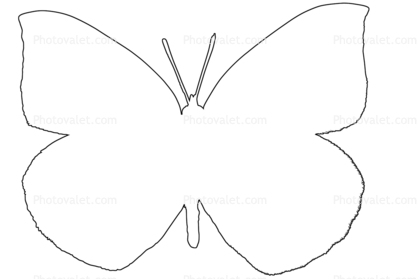 418x279 butterflies, wings, butterfly outline, line drawing, shape images - Butterfly Drawing Outline