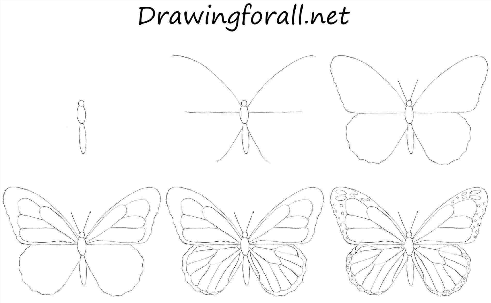 Butterfly Drawing Images Easy Step By Step - Make sure to make them