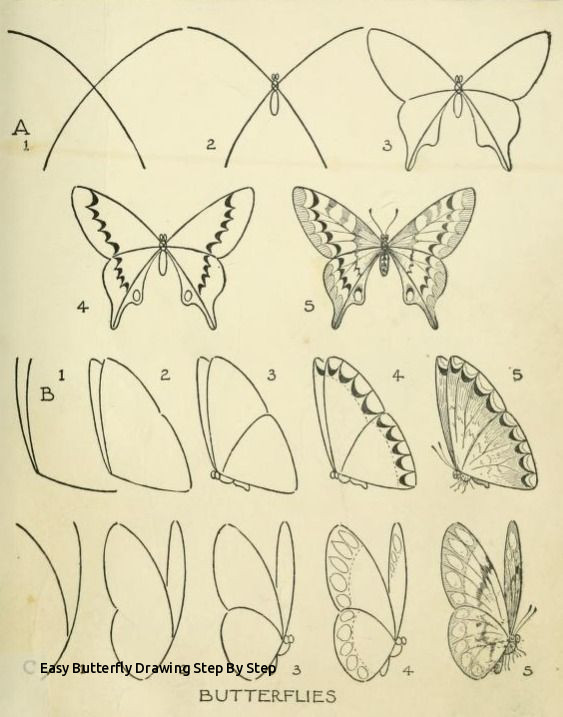 563x717 Easy Butterfly Drawing Step - Butterfly Drawing Step By Step