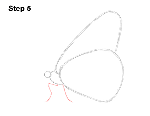 500x386 How To Draw A Butterfly - Butterfly Drawing Step By Step