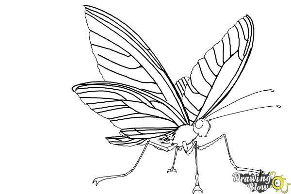 600x400 How To Draw A Butterfly Step - Butterfly Drawing Step By Step