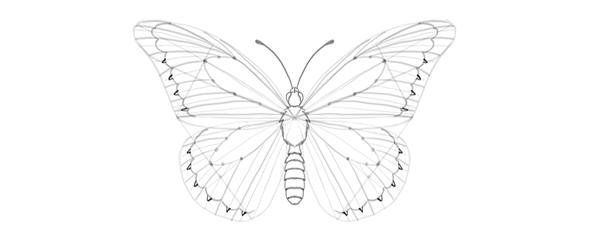 850x346 How To Draw A Butterfly Step - Butterfly Drawing Step By Step