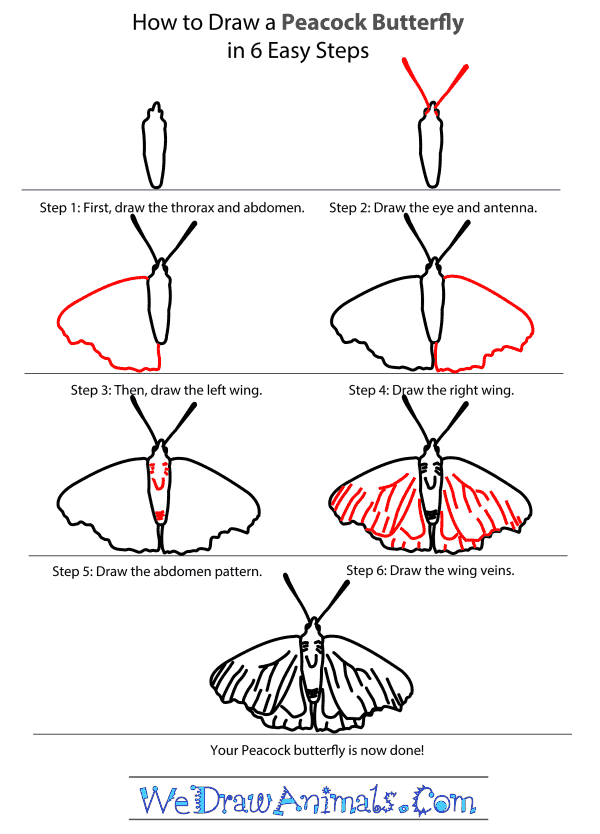 600x834 How To Draw A Peacock Butterfly - Butterfly Drawing Step By Step