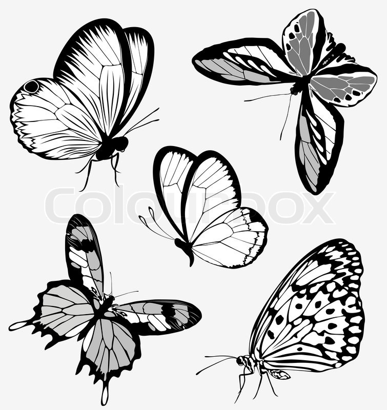 755x800 Set Black White Butterflies Of A Stock Vector Colourbox - Butterfly Drawing Tattoo