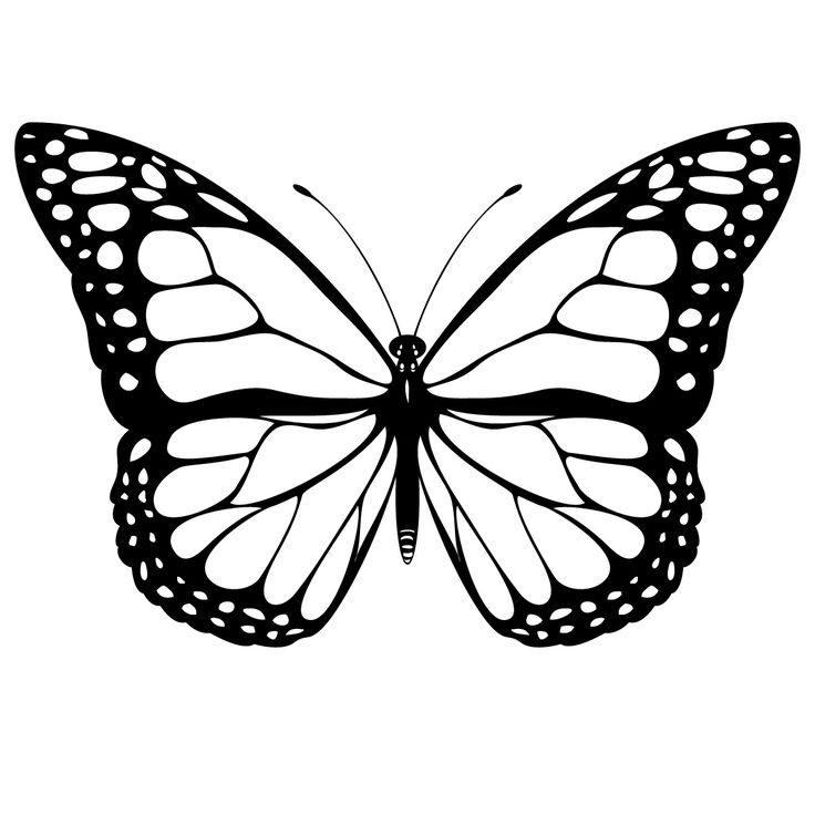 736x736 Butterfly Drawing Pattern For Free Download - Butterfly Drawing Template