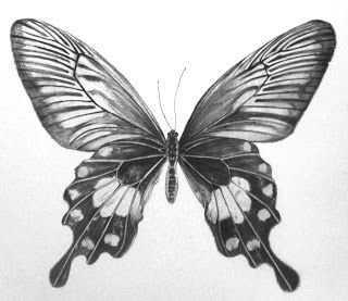 320x277 Butterfly Drawings In Pencil Step - Butterfly Drawings In Pencil