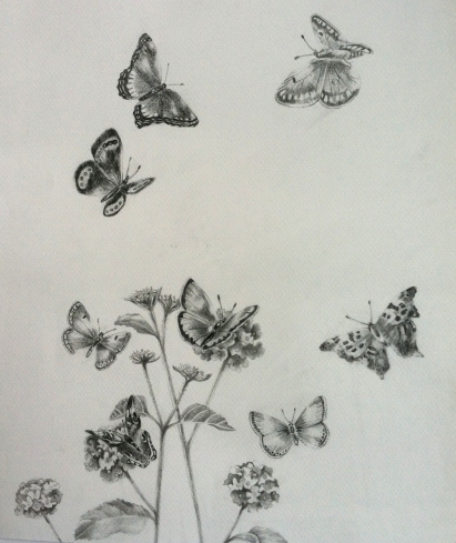 411x489 anne e may impressions butterflies with flowers pencil drawing - Butterfly Drawings In Pencil