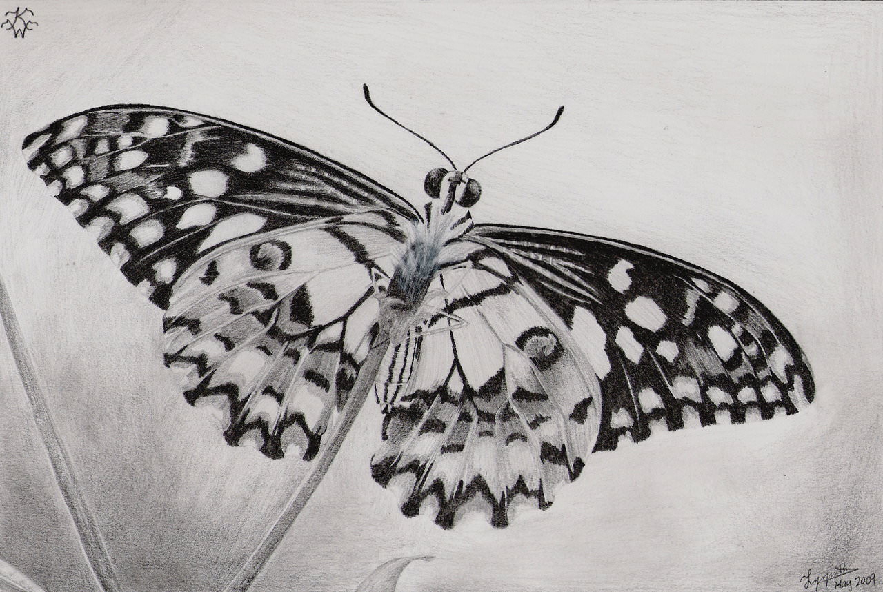 1280x858 Butterfly Drawing In Pencil Butterfly Drawings - Butterfly Drawings In Pencil